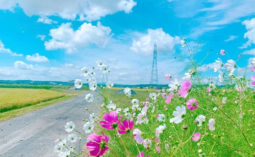 Pink flowering plants on road amidst field against sky