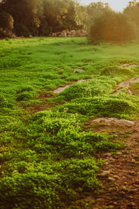 Close-up of fresh green grass in field