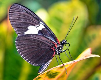 Close-up of butterfly perching on leaf