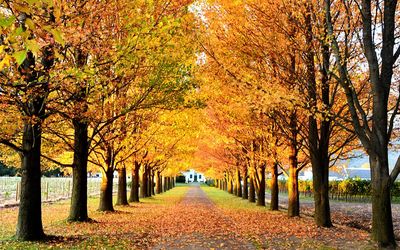 View of trees in park during autumn