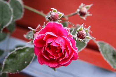 Close-up of red flower