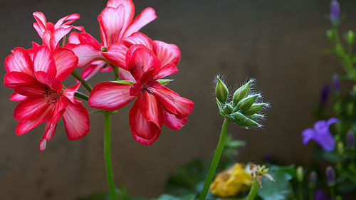 Close-up of pink flowers