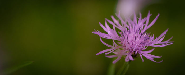 Close-up of purple flowering plant