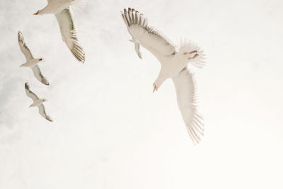 High angle view of seagulls flying