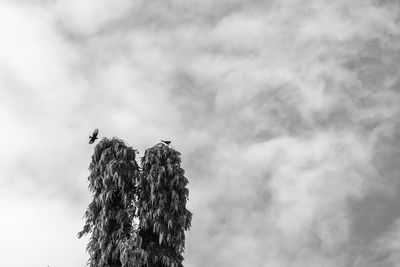 Low angle view of bird perching on tree against sky