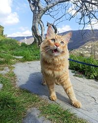 Portrait of a cat sitting on a tree