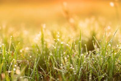 Close-up of wet grass