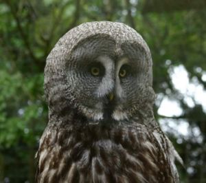 Close-up of owl