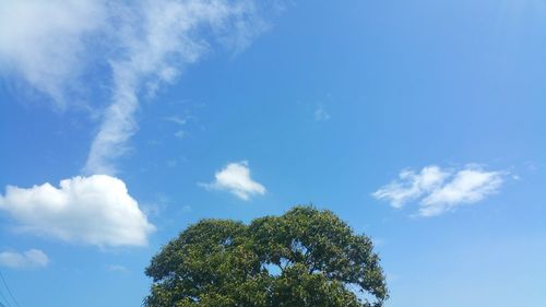 Low angle view of tree against blue sky