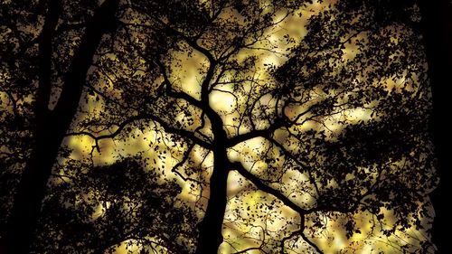 Low angle view of trees against sky