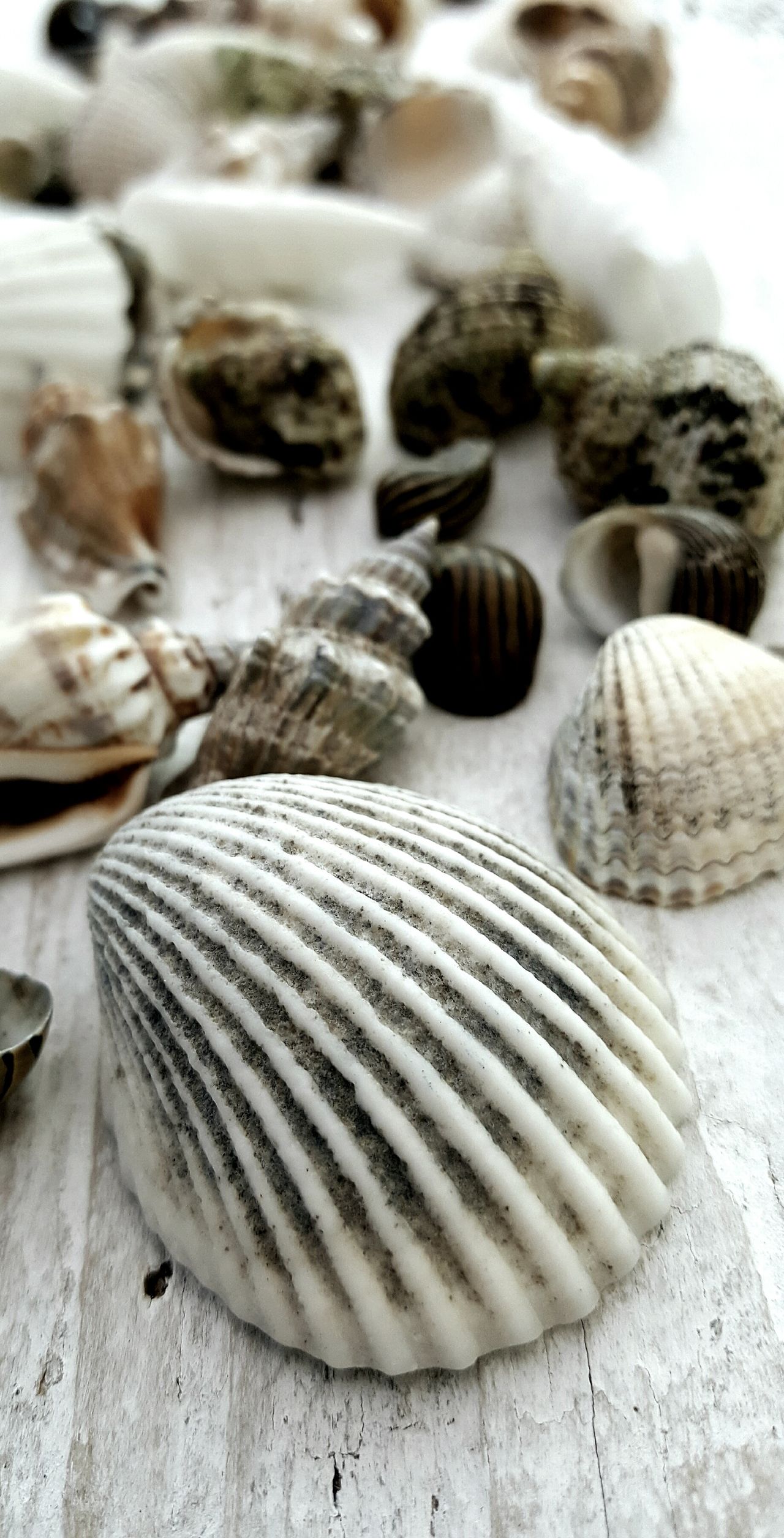 Shell seaside marine coast