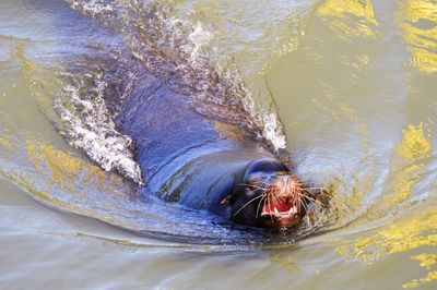 Sea lion swimming in the sacramento river looking for a place to sunbathe