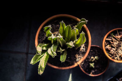 High angle view of potted plant