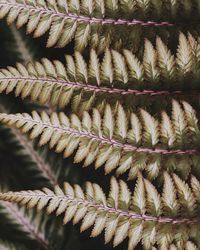 Close-up of succulent plant