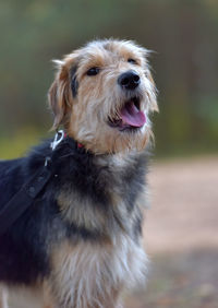 Close-up of dog looking away