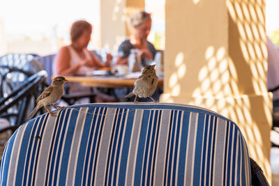 Birds sitting on chair at cafe