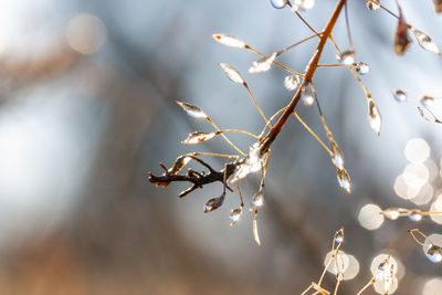 Close-up of dry plant