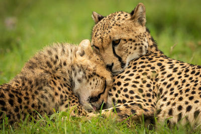 Close-up of cheetah lying with cub nuzzling
