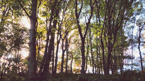 Low angle view of trees in forest