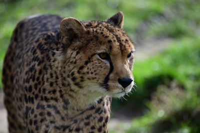 Close-up of a cheetah walking