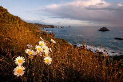 Close-up of flowering plants by sea against sky