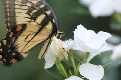 Close-up of butterfly pollinating on flower