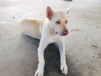High angle portrait of dog standing on land