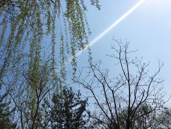 Low angle view of trees against sky