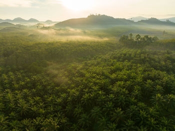 Aerial shot of the palm grove with green trees forest in the morning