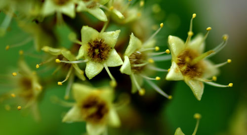 Close-up of yellow flowering plant