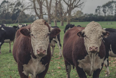 2 hereford bulls standing in field