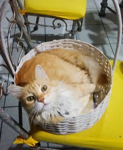 Close-up portrait of a cat in basket