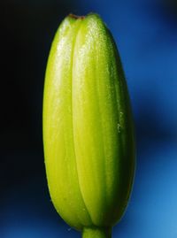 Close-up of lemon slice over water against blue background