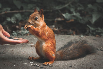 Full length of hand eating squirrel