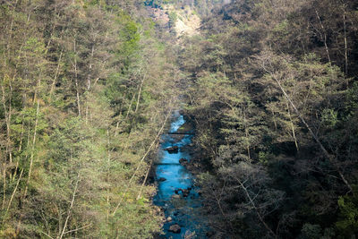 High angle view of river amidst trees in forest