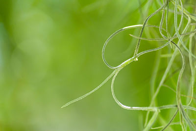 Close-up of spider web