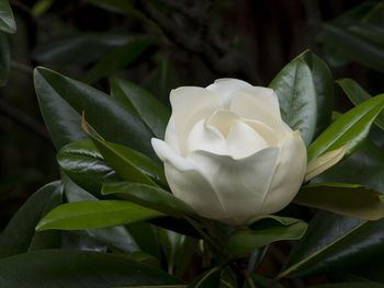 Close-up of white rose