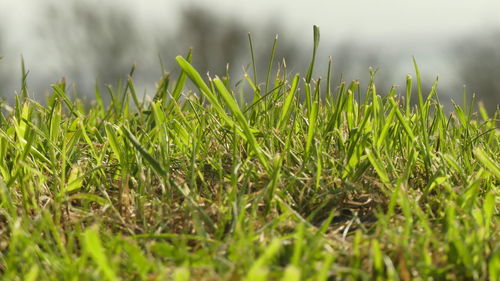 Close-up of fresh green grass