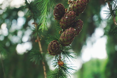 Close-up of pine cones growing on tree