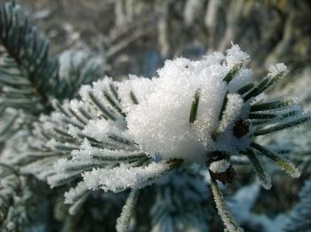 Close-up of frozen tree