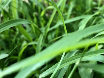 Close-up of grass growing on field