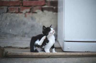 Cat sitting on wall