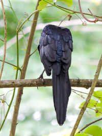 Close-up of bird perching on branch