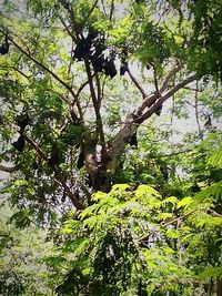 Low angle view of trees in forest