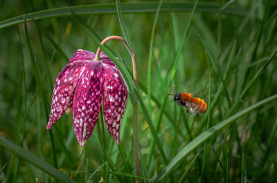 Close-up of bee on flower