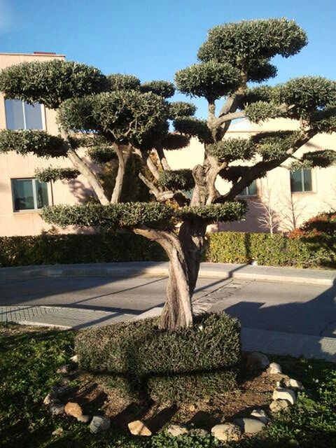 building exterior, built structure, architecture, tree, house, sunlight, growth, plant, residential structure, shadow, residential building, day, clear sky, outdoors, no people, front or back yard, sky, branch, tree trunk, sunny