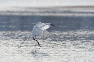 Bird flying over sea