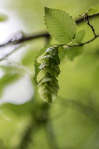 Close-up of fresh green leaves