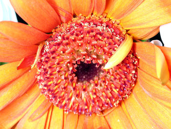 Full frame shot of yellow flower