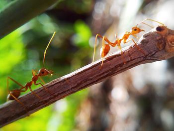 Close-up of insect on twig